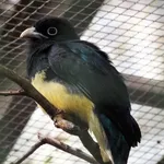Green-backed Trogon