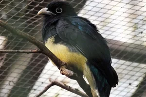 Groenrugtrogon