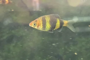 Sumatra barb