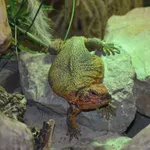 North African Thorny Tailed Lizard