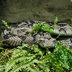 Ethiopian Mountain Adder