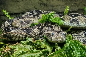 Ethiopian Mountain Adder