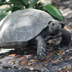 Burmese Black Giant Tortoise