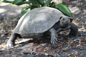 Burmese Black Giant Tortoise
