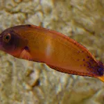 African coris, Yellowtail coris