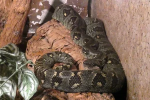 Madagaskar-hondskopboa