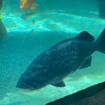 blue rockfish