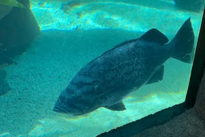blue rockfish