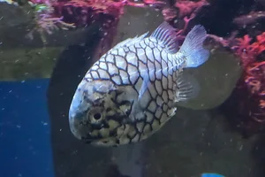 Japanese Pineapple Fish