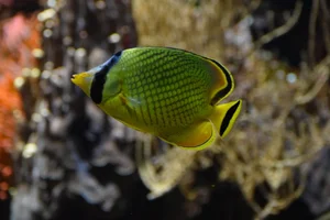 Latticed Butterflyfish
