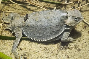 Short-tailed horned lizard