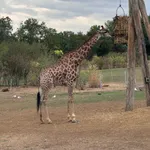 Cape Giraffe