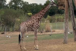 Kaapse Giraffe