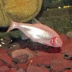 Blind Cave Fish
