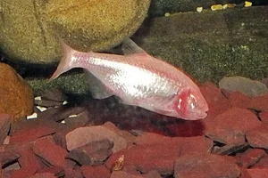 Blind Cave Fish