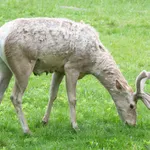 Tarim Red Deer
