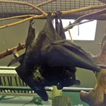 Livingstone's Flying Fox
