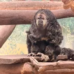 Monk Saki