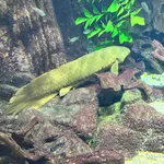 Queensland Lungfish