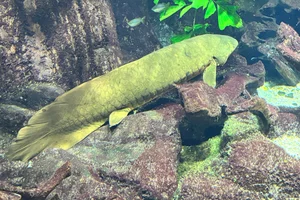Australischer Lungenfisch