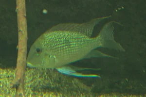 Geophagus sveni