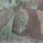Bell’s Hingeback Tortoise