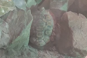 Bell’s Hingeback Tortoise