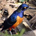Hildebrandt's Starling