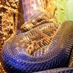 Jamaican Boa
