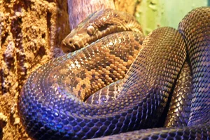 Jamaican boa