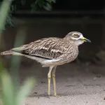 Eurasian Stone-curlew