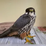Eurasian Hobby