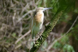 Ralreiger