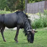 Common Wildebeest