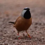 Black-throated Finch