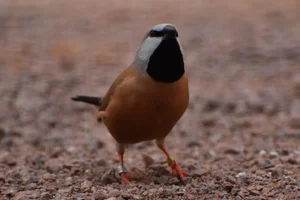 Gordelamadine