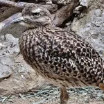 Spotted Thick-knee