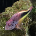 Blackside Hawkfish