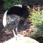 White-winged Trumpeter