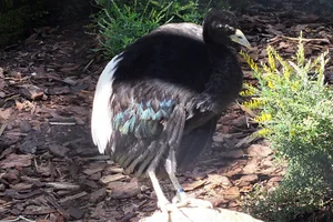 Witvleugeltrompetvogel