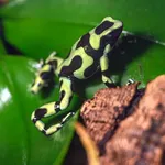 Green And Black Poison Frog