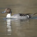 Northern Pintail