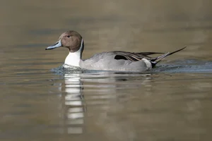 Pijlstaart