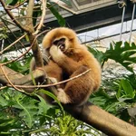Lar Gibbon