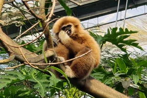 Withandgibbon