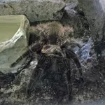 Tliltocatl albopilosus (Valerio, 1980)