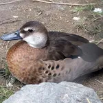 Brazilian Teal