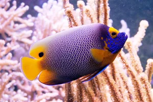 Blaumasken-Kaiserfisch
