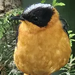 Snowy-crowned Robin-chat