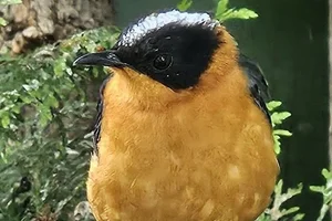 Witkruinlawaaimaker